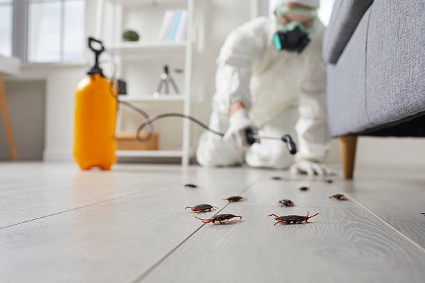 Commercial Rodent Management in East Orange